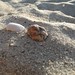 Shelly Stone Photo 34