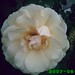 Rose Peterson Photo 31