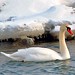 Swan Crisp Photo 3