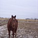 Raymond Chestnut Photo 9