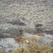 Roy Carpenter Photo 11