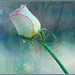 Kim Rose Photo 11
