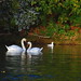 Greg Swan Photo 31