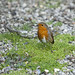 Robin Patch Photo 13