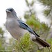 Jay Meyer Photo 20