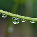 Howard Vine Photo 15