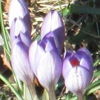 Ann Bianchi Photo 5