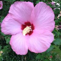 Joyce Fulton Photo 8