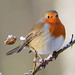 Robin Carr Photo 46
