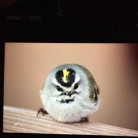Judy Maney Photo 7