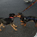 Darwin Friend Photo 10