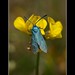 David Forester Photo 28