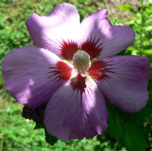 Marie Forest Photo 19