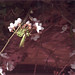 Joyce Shaughnessy Photo 8