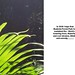 Diana Wiggins Photo 21