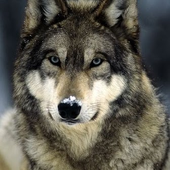 Steven Longley Photo 10