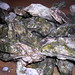 Genny Cook Photo 12