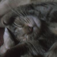 Cheryl Sommers Photo 9