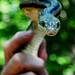Sharon Scruggs Photo 26