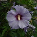 Sharon Blue Photo 16