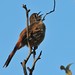 Robin Southern Photo 13