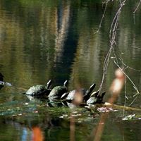 Donald Rogers Photo 38