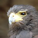 Henry Harris Photo 26