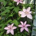 Raymond Plant Photo 11