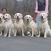Jenny Chien Photo 19