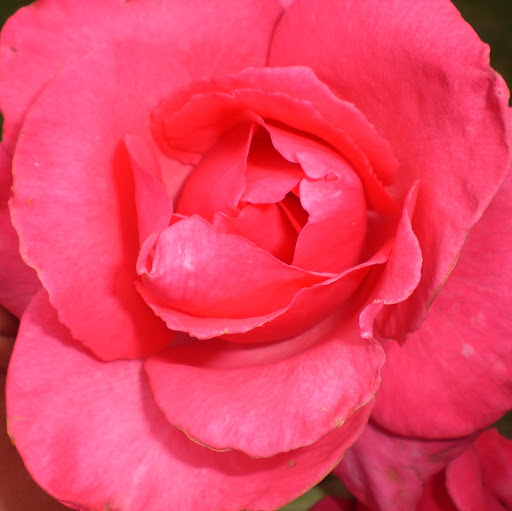 Arlene Mcmillan Photo 8