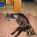 Sharon Foster Photo 42