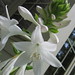 Lillie Jenkins Photo 26