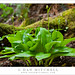 Andrew Plant Photo 28
