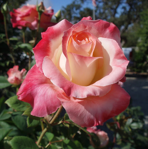Carole Anderson Photo 24