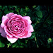 Janis Rose Photo 14