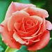 Terri Rose Photo 11