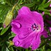 Janice Hardy Photo 25