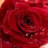 Araceli Aguirre Photo 27
