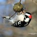 Scott Bowles Photo 34