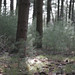 Debra Pine Photo 6