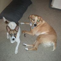 Michelle Gillitzer Photo 4