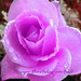 Hien Tran Photo 38
