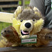 William Wolf Photo 48