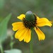 Susan Forney Photo 21