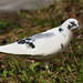 Mark White Photo 14