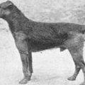 Dixie Bell Photo 29