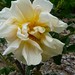 Agnes Fuller Photo 11