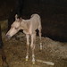 Janine Hawkins Photo 8