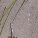 Peder Strand Photo 9
