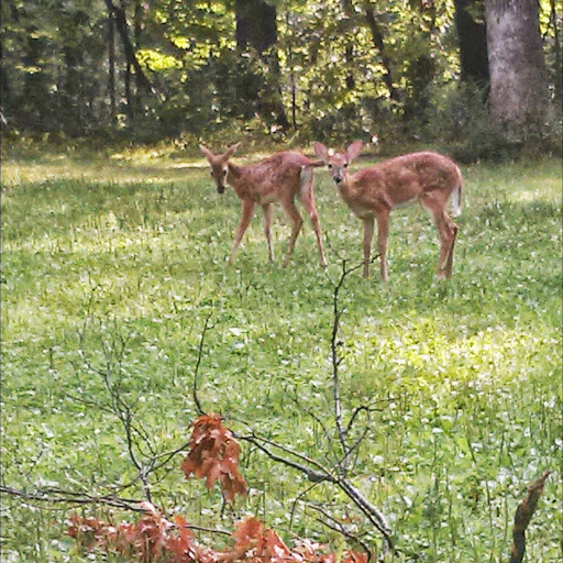 Diane Simpson Photo 24